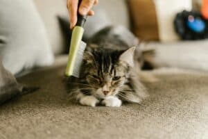 Bliss Home Care | Pet Cleaning